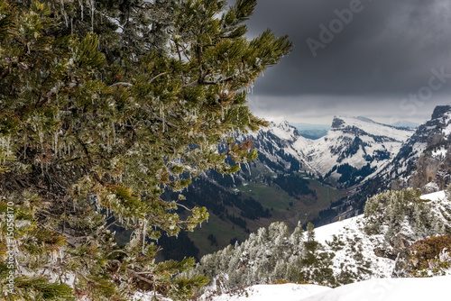 Eingefrorenen Arve auf dem Niederhorn mit Blick aufs Justistal photo