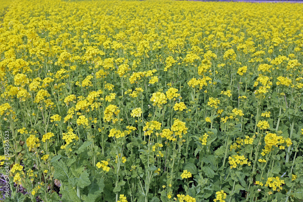 Obraz premium 菜の花畑