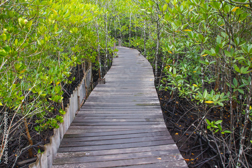 wood bridge go to Mangrove forest