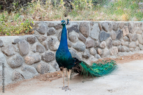 Male peacock walks freely along village street