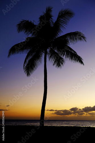 Palm Trees Sunset Near Ocean Beach Tropical Location
