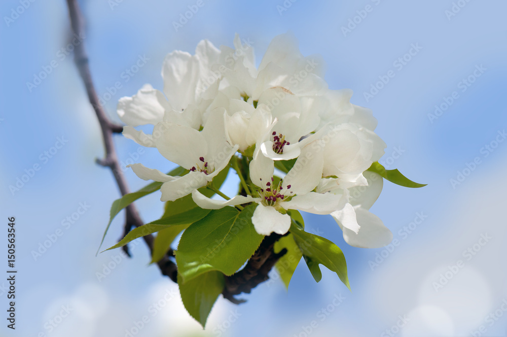 Obraz premium Apple blossoms