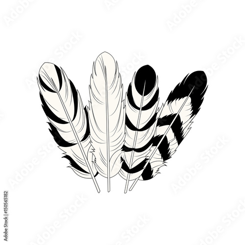 feather free spirit rustic decoration differents vector illustration