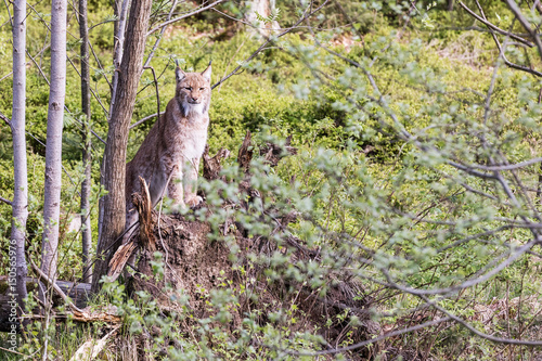 Canvas Print Euroasian lynx in the park in eastern germany, european wild cats, animals in eu