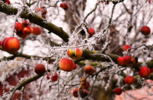 Winter apples