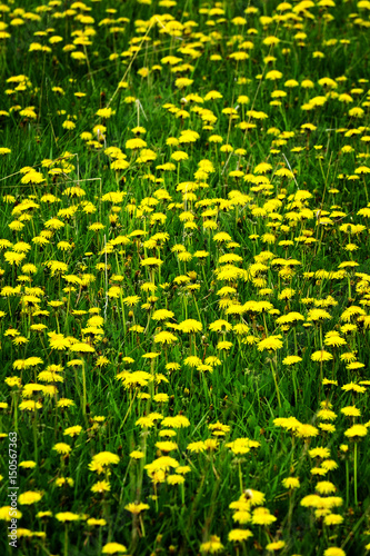 Field of Dandelions Dandelion Yellow Flowers