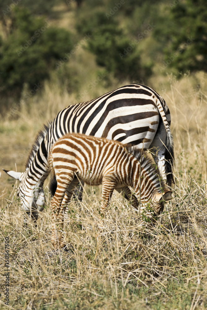 Naklejka premium Baby zebras are born with brown and white stripes. As thkey grow, thkeir stripes turn to black and white.