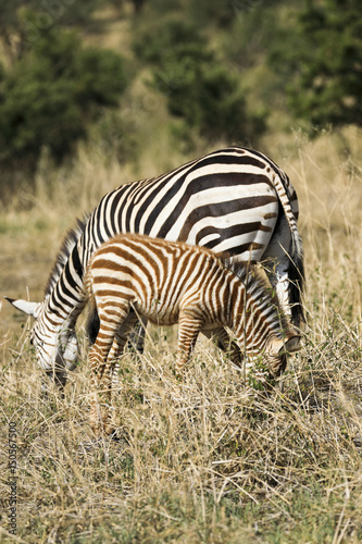 Baby zebras are born with brown and white stripes.  As thkey grow  thkeir stripes turn to black and white.