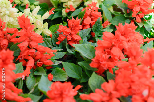 Red salvia flowers and white salvia flowers