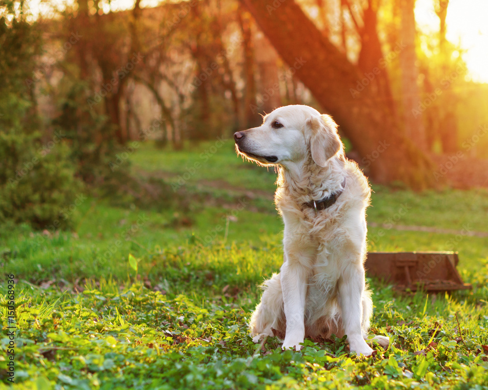 Adorable golden retriever dog sitting on spring green grass in park.  Adventures pets travel concept solar bright effect.