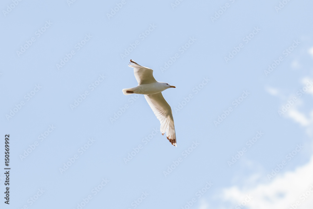 Obraz premium Mittelmeermöwe