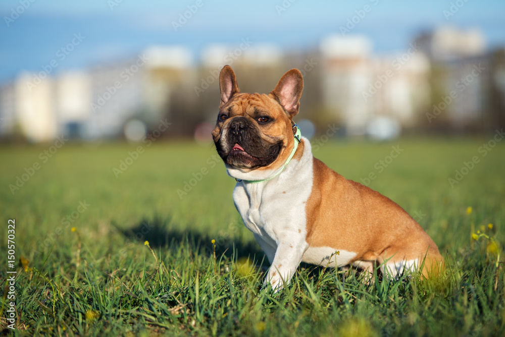 french bulldog dog walking outdoors in summer french bulldog dog walking outdoors in summer