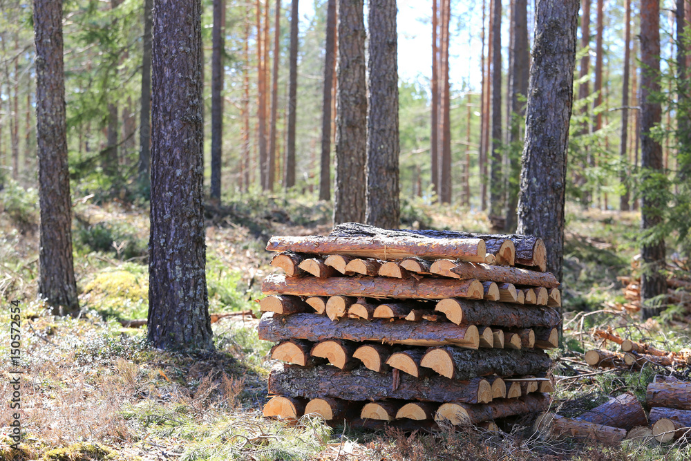 Stack of Firewood in Forest
