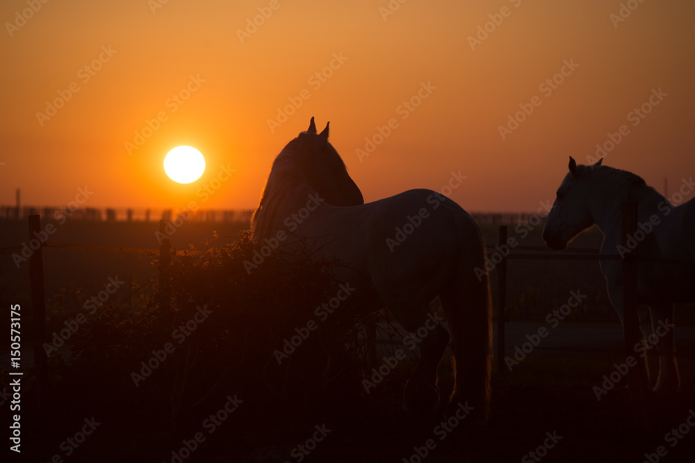 Horses at sunset in the field