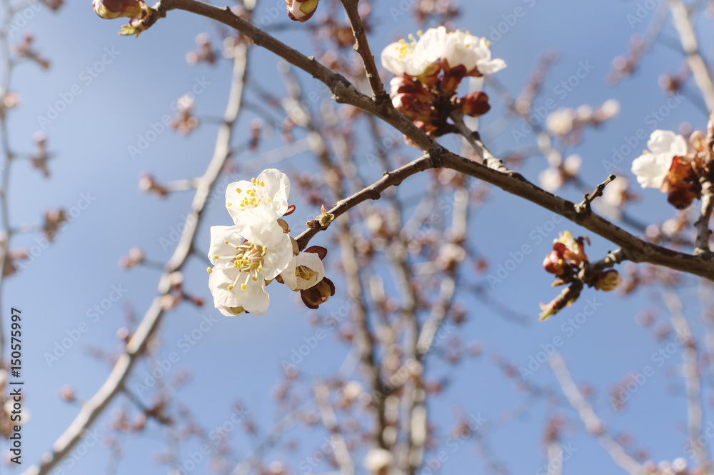 Blooming garden. Close-up flowers on tree against blue sky. Spring concept Blooming garden. Close-up flowers on tree against blue sky. Spring concept
