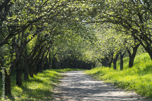 Beautiful Spring Alley in Park photo