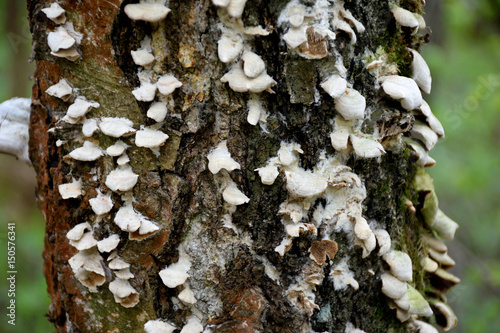 Bark of tree with wood mushrooms