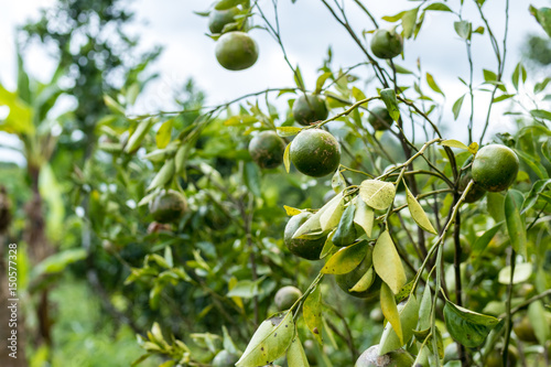 Mandarins, fruits, sing, green, growth, bush, tree, nature. Tropical exotic Bali island, Indonesia.