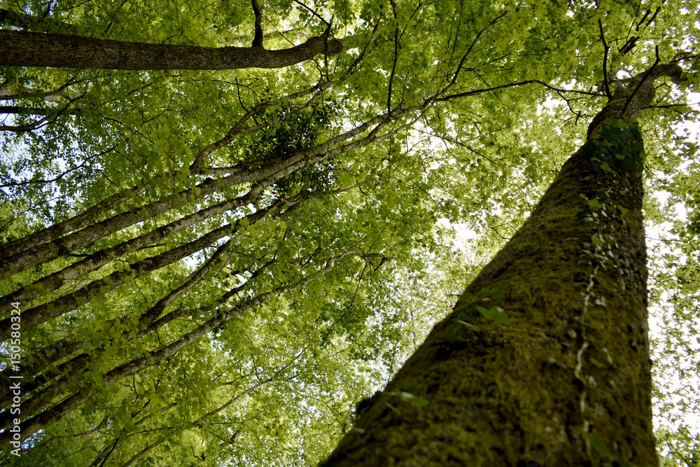 Fototapeta premium Forêt
