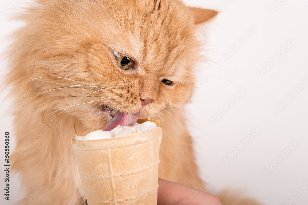 Fototapeta premium Red cat with an ice cream