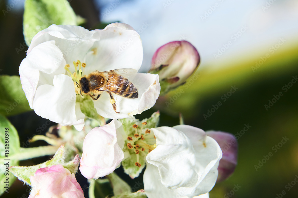 Honey bee collects nectar on the apple tree blossom Honey bee collects nectar on the apple tree blossom