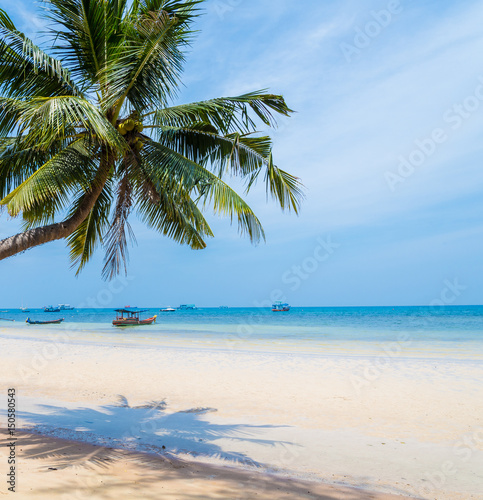 coconut palm tree with sky for summer and the beach concept background  coconut tree with sky at Koh Tao Thailand