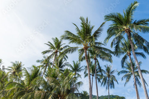 coconut palm tree on the beach of thailand, coconut tree with blur sky on the beach for summer concept background. © Hide_Studio