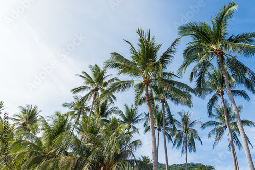 coconut palm tree on the beach of thailand, coconut tree with blur sky on the beach for summer concept background.