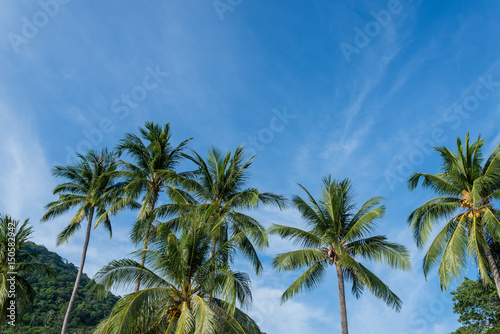 coconut palm tree on the beach of thailand  coconut tree with blur sky on the beach for summer concept background.