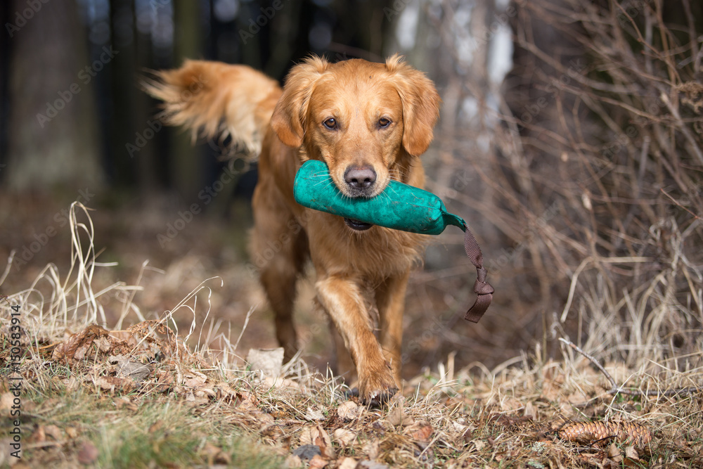 Golden Retriever läuft mit Dummy im Maul aus dem Wald Golden Retriever läuft mit Dummy im Maul aus dem Wald