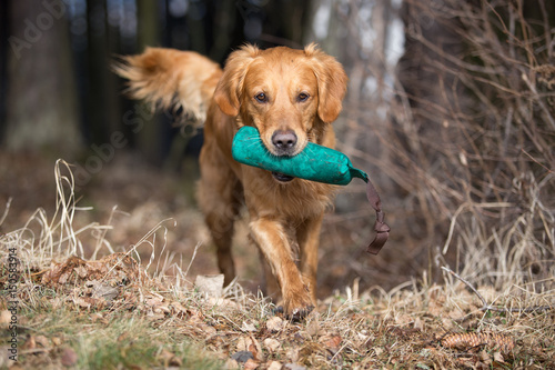 Golden Retriever läuft mit Dummy im Maul aus dem Wald