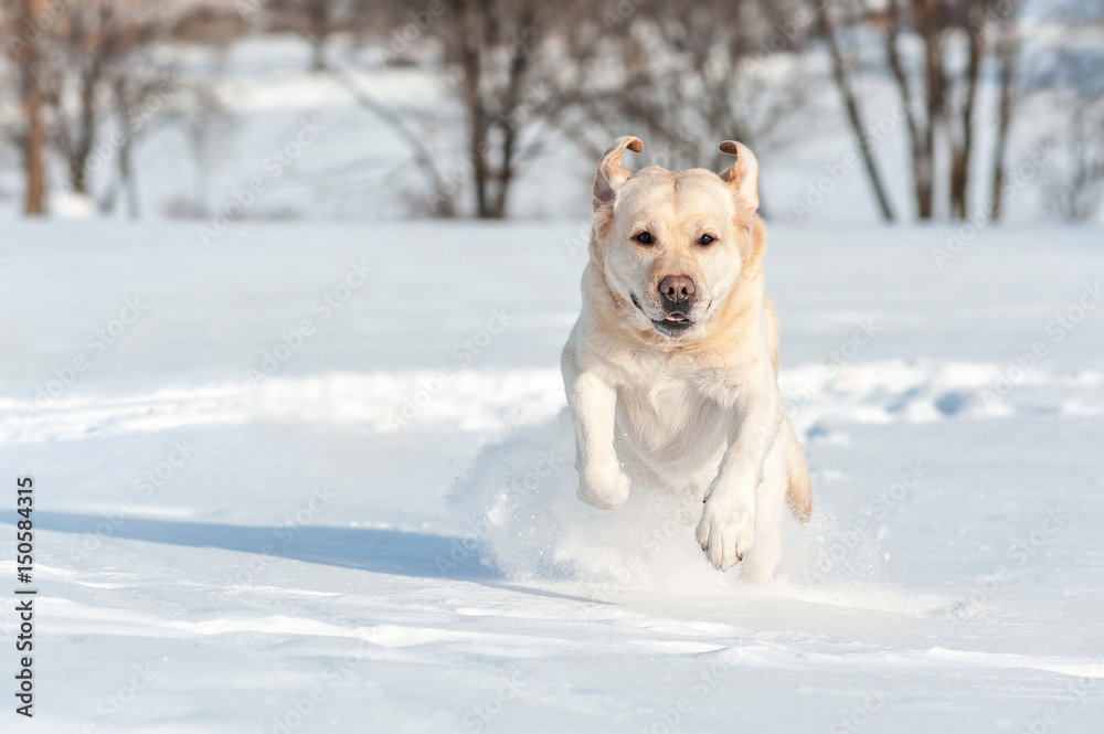 Running pale labrador in winter