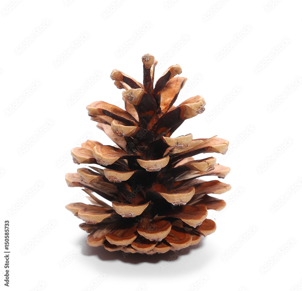 Pine cones isolated on white background Pine cones isolated on white background