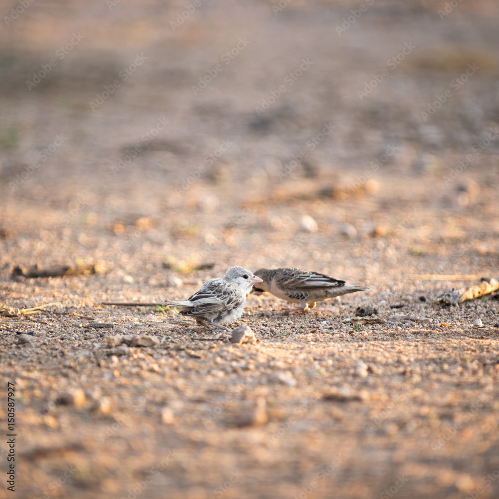 sociable weaver sociable weaver