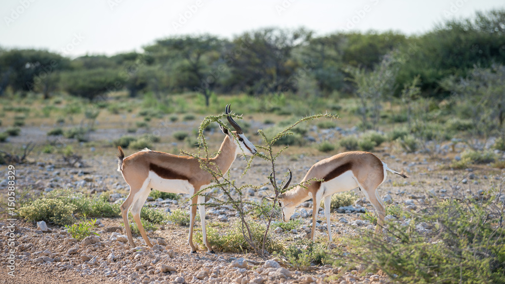 Springboks Springboks