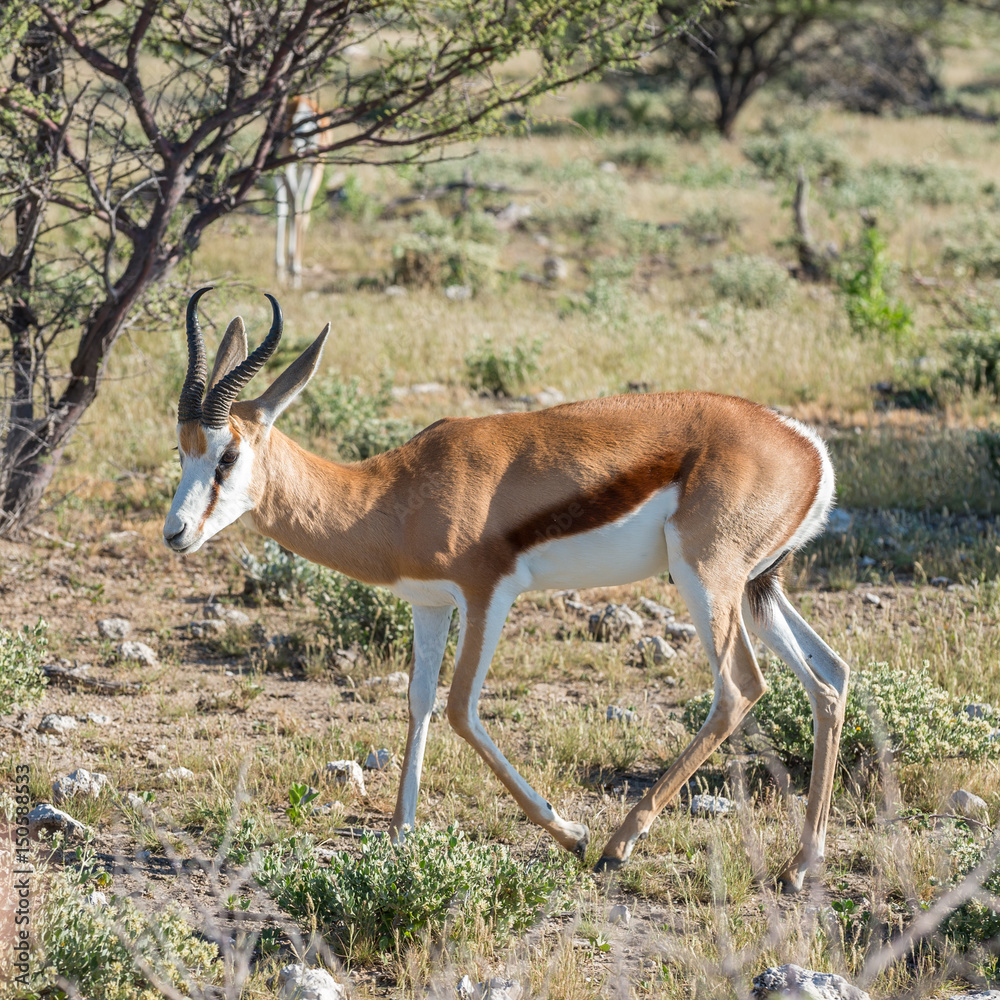 Springbok