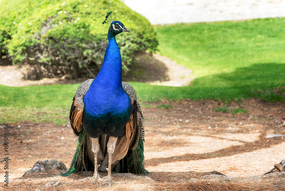 Fototapeta premium Pavo real