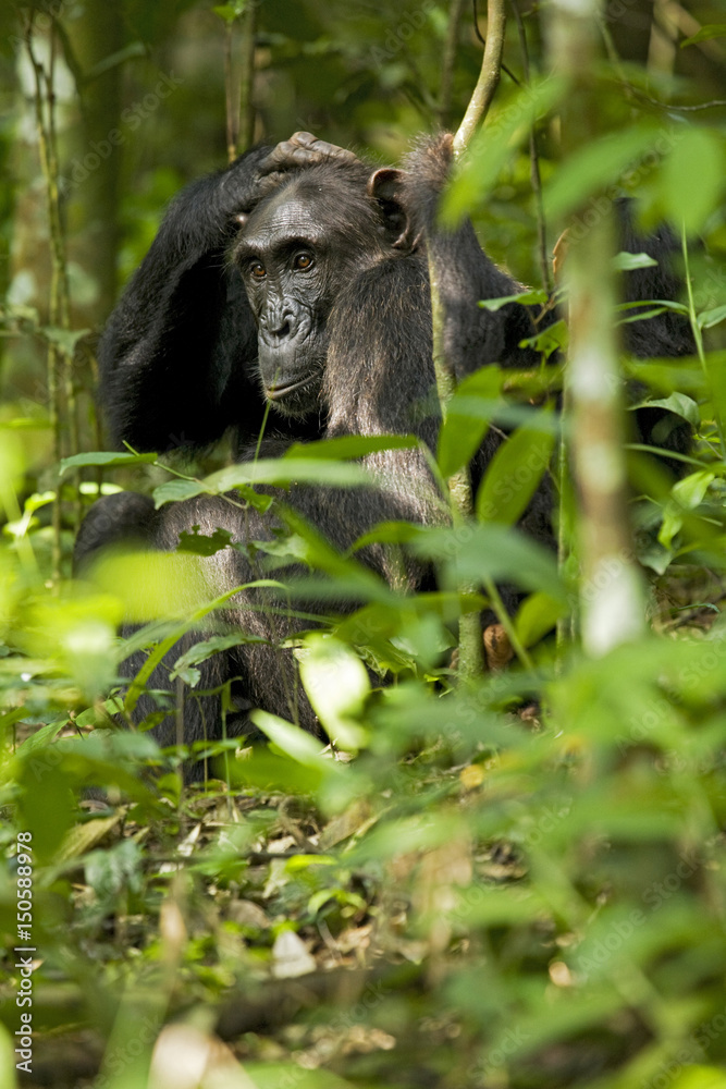 Africa, Uganda, Kibale National Park, Ngogo Chimpanzee Project. With ...