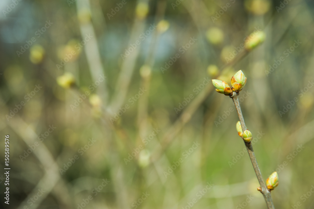 Spring background. Blossoming buds of plants in gently green tones
Spring background. Blossoming buds of plants in gently green tones