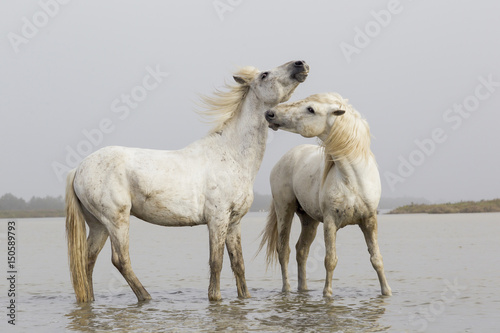 Camargue horses standing in river photo