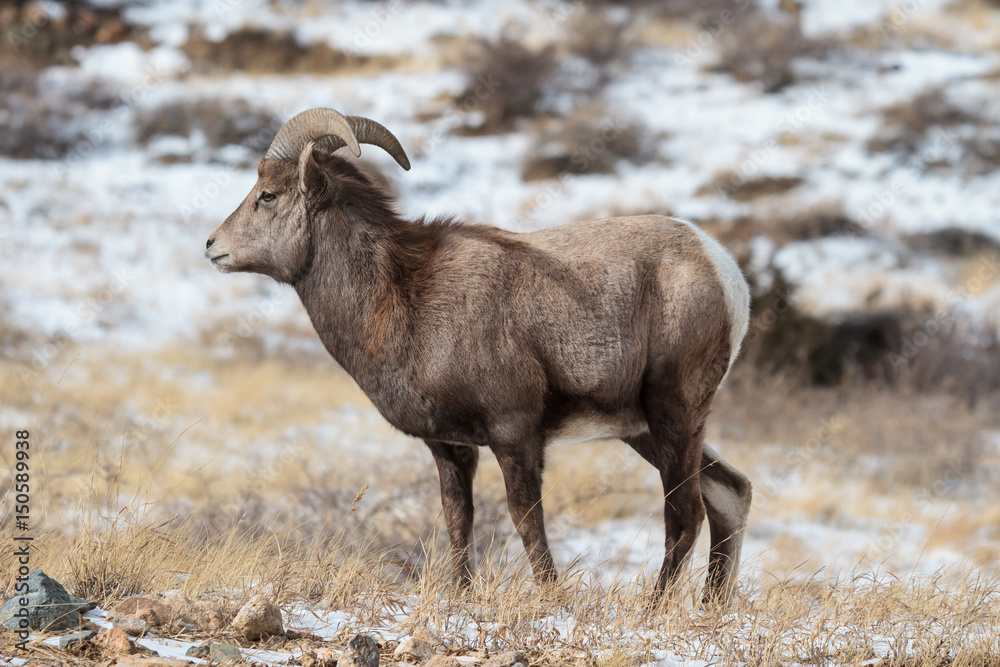 Fototapeta premium Colorado Rocky Mountain Bighorn Sheep