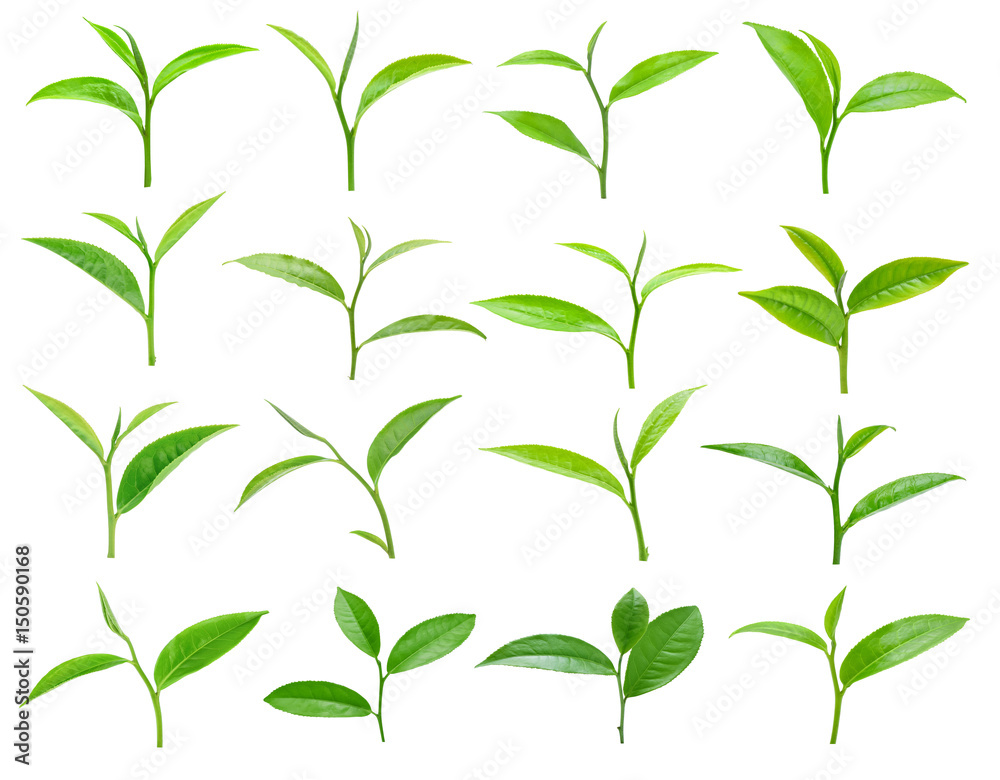 green tea leaf isolated on white background green tea leaf isolated on white background