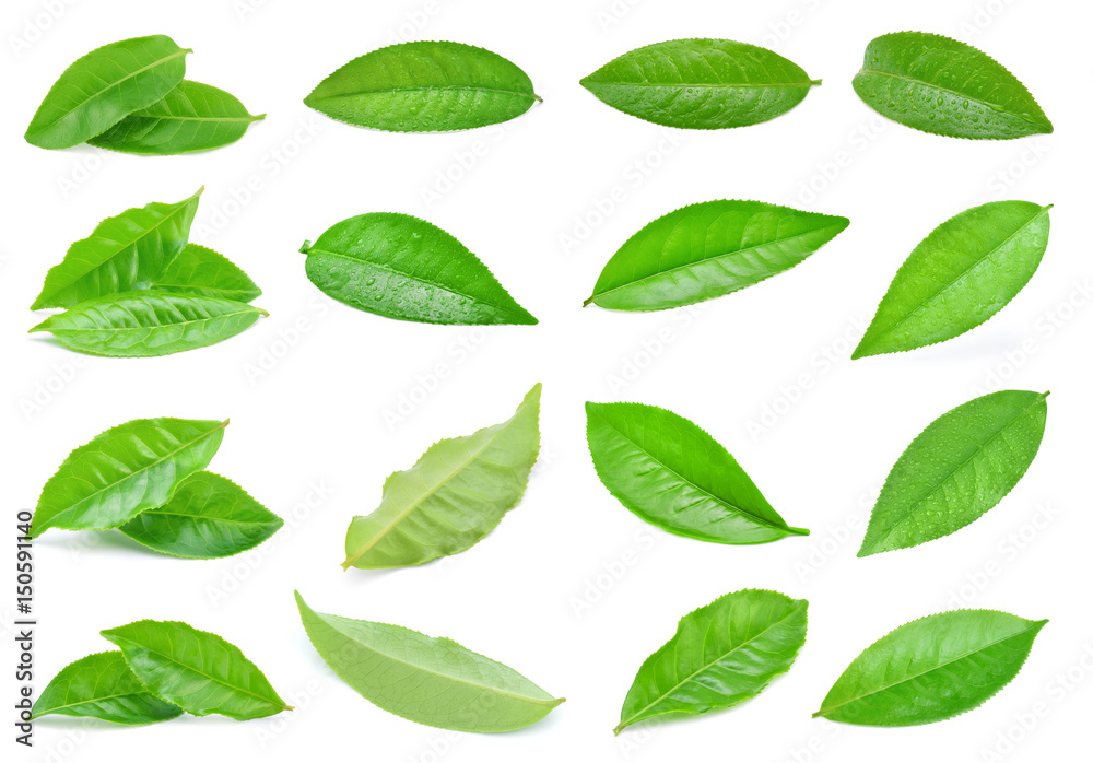 Green tea leaf isolated on white background Green tea leaf isolated on white background