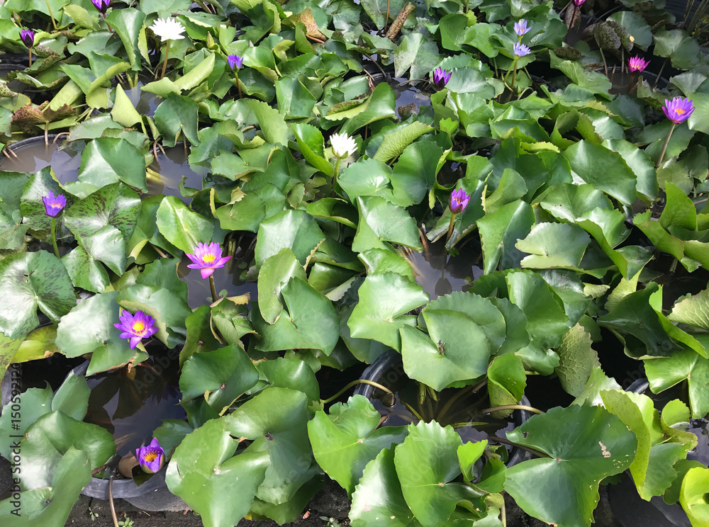 Pattern of lotus leaf and flower Pattern of lotus leaf and flower