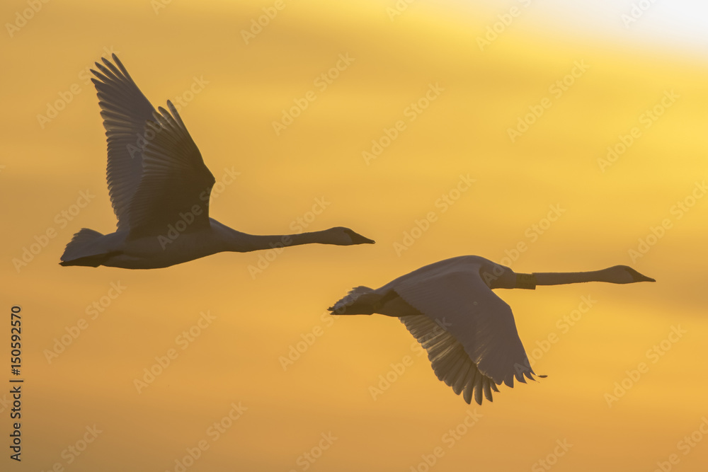Trumpeter Swans (Cygnus buccinator) flying to wetland, Riverlands