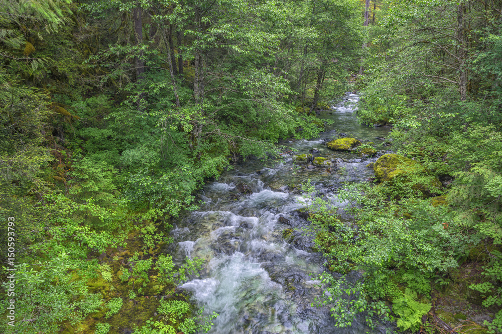 View of a creek flowing through forest View of a creek flowing through forest