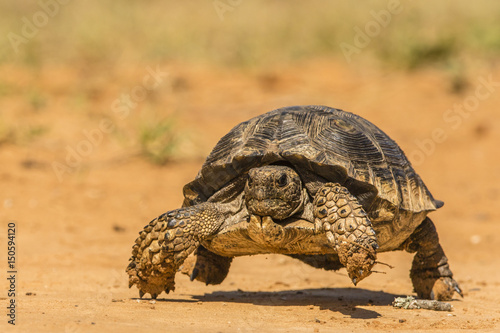 Texas tortoise running on dirt field
