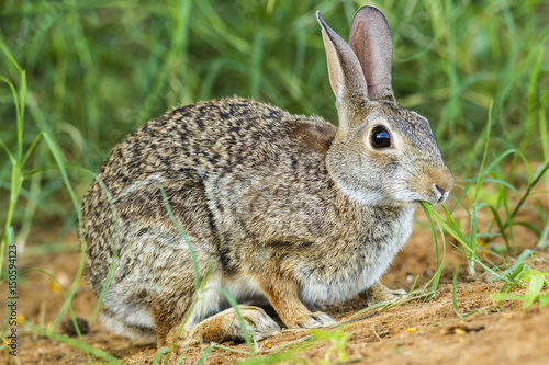 USA, Texas, Hidalgo County. Cottontail rabbit eating. Credit as: Cathy & Gordon Illg / Jaynes Gallery / DanitaDelimont.com