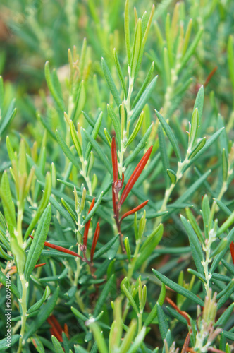 Ledum green plant