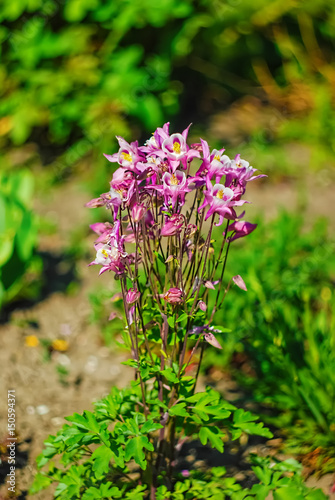 Beautiful and peaceful bright close up photo of plants with carefully landscaping.Planting of greenery foto.